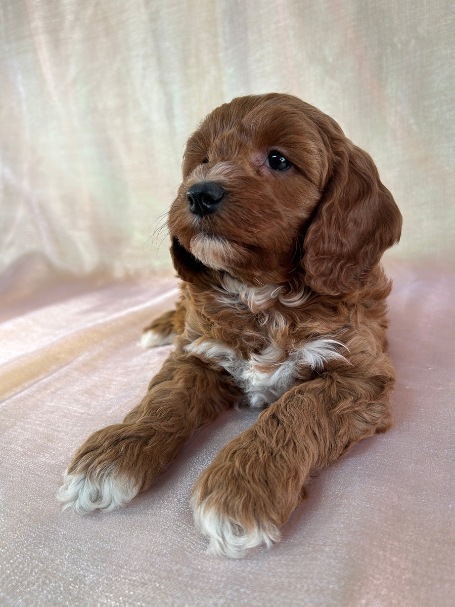 Red Female Cockapoo Puppy for Sale DOB 10-13-2025 $950